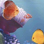 Обложка игры Fishing Champion